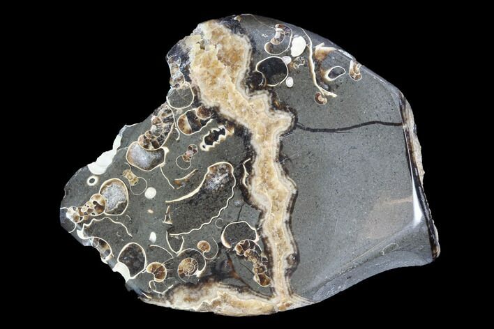 Polished Ammonite Fossil Slab - Marston Magna Marble #63827